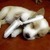 Movil perro_tiny
